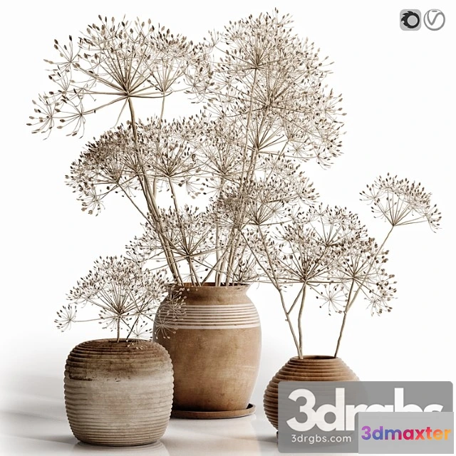 1059800 - Heracleum plant set