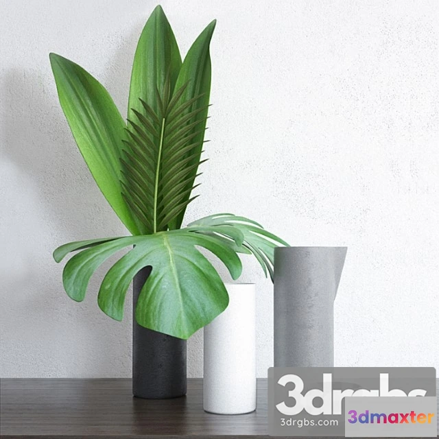 1059802 - Home tropical plants