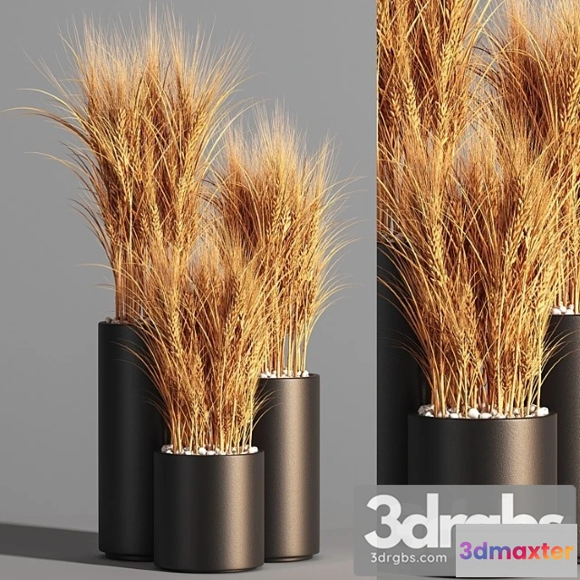 1059828 - Indoor plant set 47 wheat
