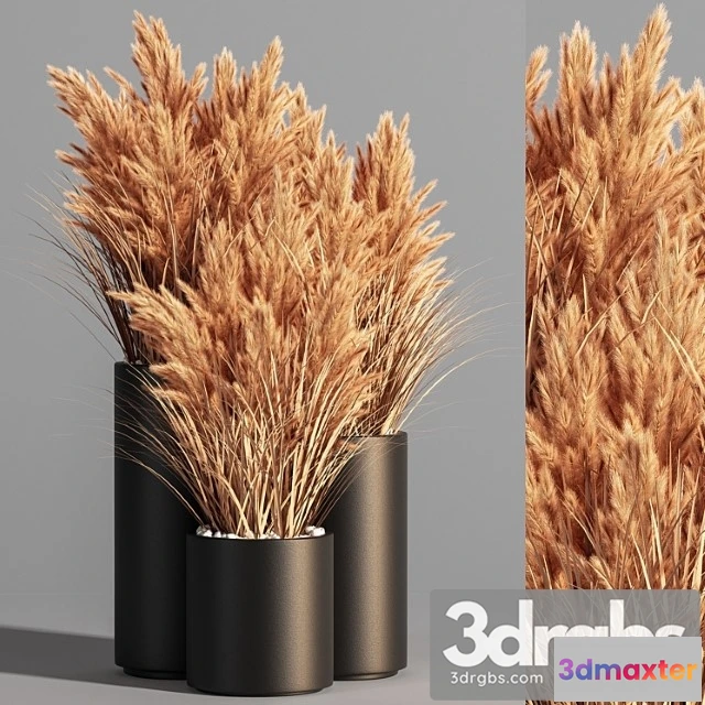 1059830 - Indoor Plant Set 48 (pampas)