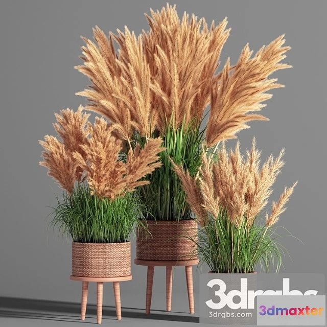 1059832 - Indoor Plant Set 49 (pampas)