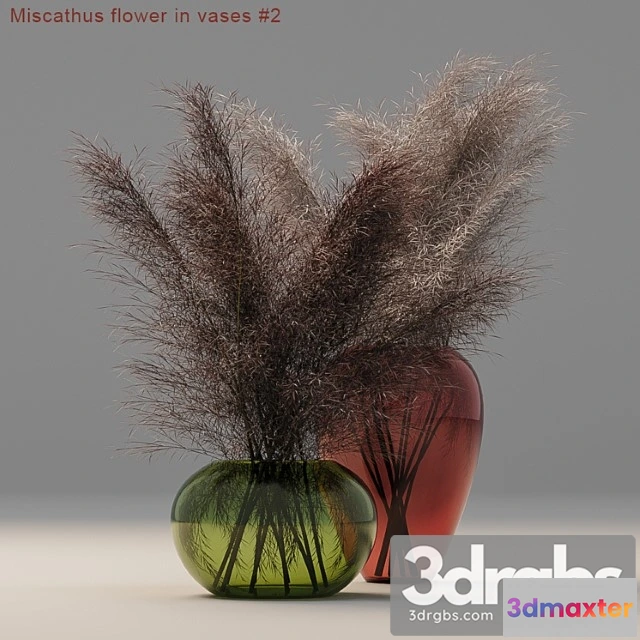 1059870 - Miscathus flower in vases