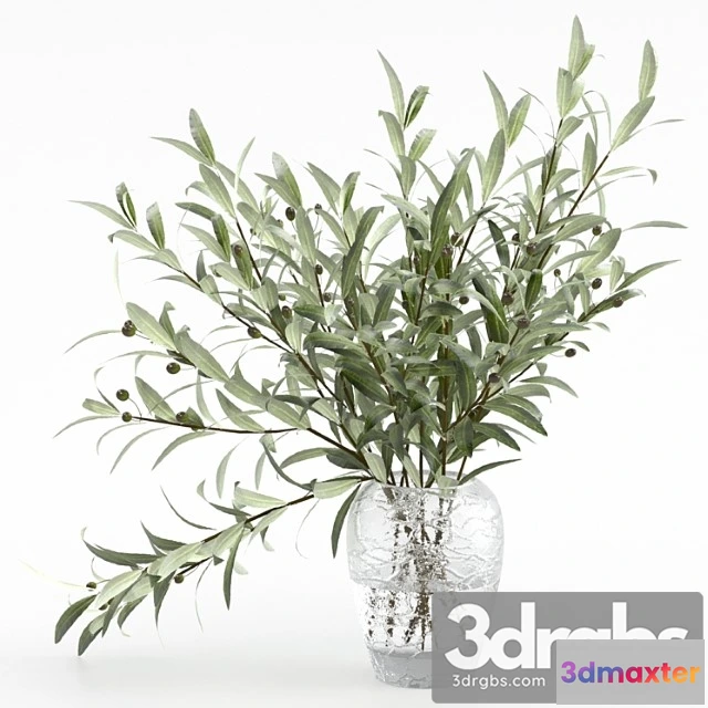 1059874 - Olive branches in a vase