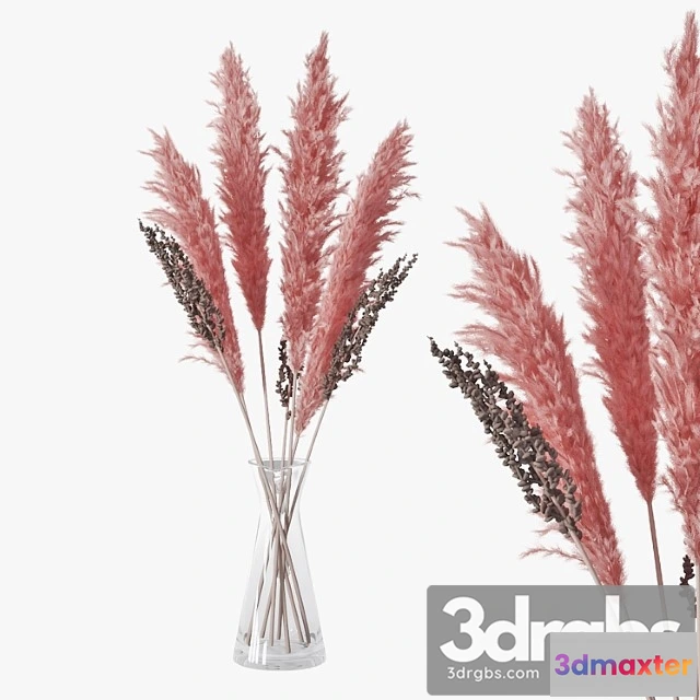 1059902 - Pampas grass 04