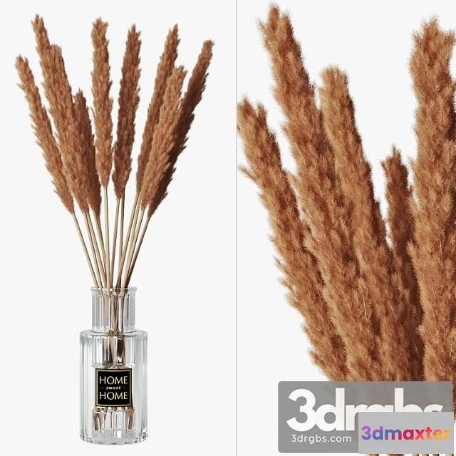 1059904 - Pampas grass 05