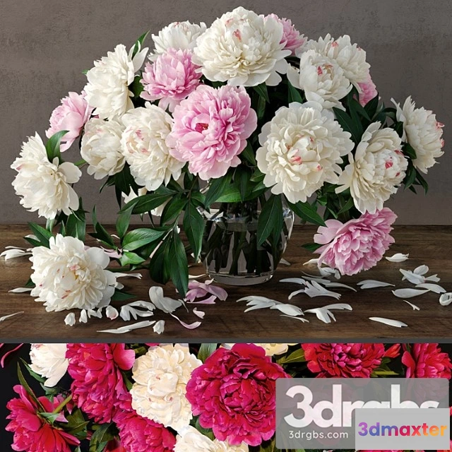 1059926 - Peonies_2 - No.2