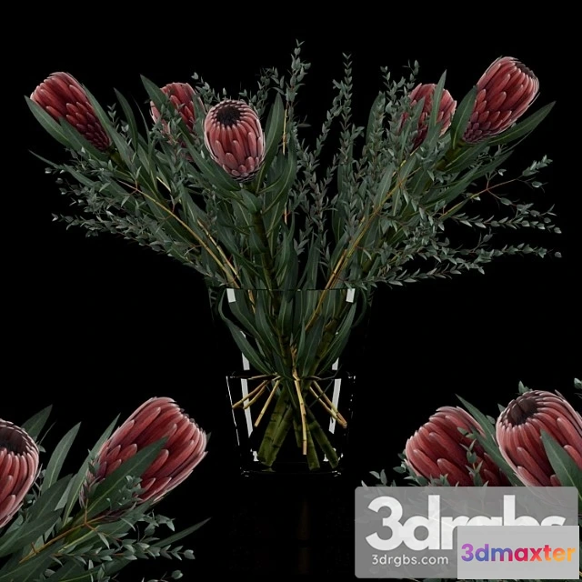 1059988 - Protea & eucalyptus parvifolia