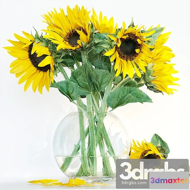 1060020 - Sunflower1