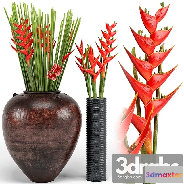 1060022 - Tropical floor plants