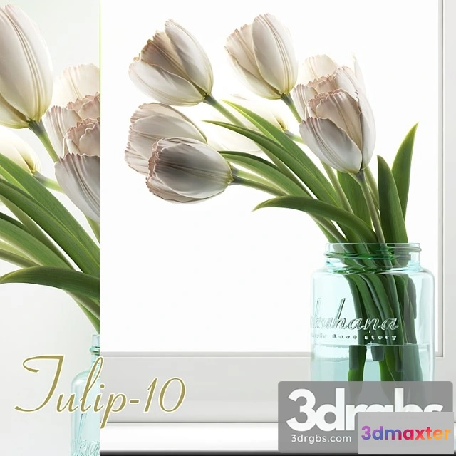 1060024 - Tulip 10