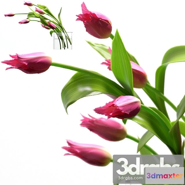 1060064 - Young royal tulips.