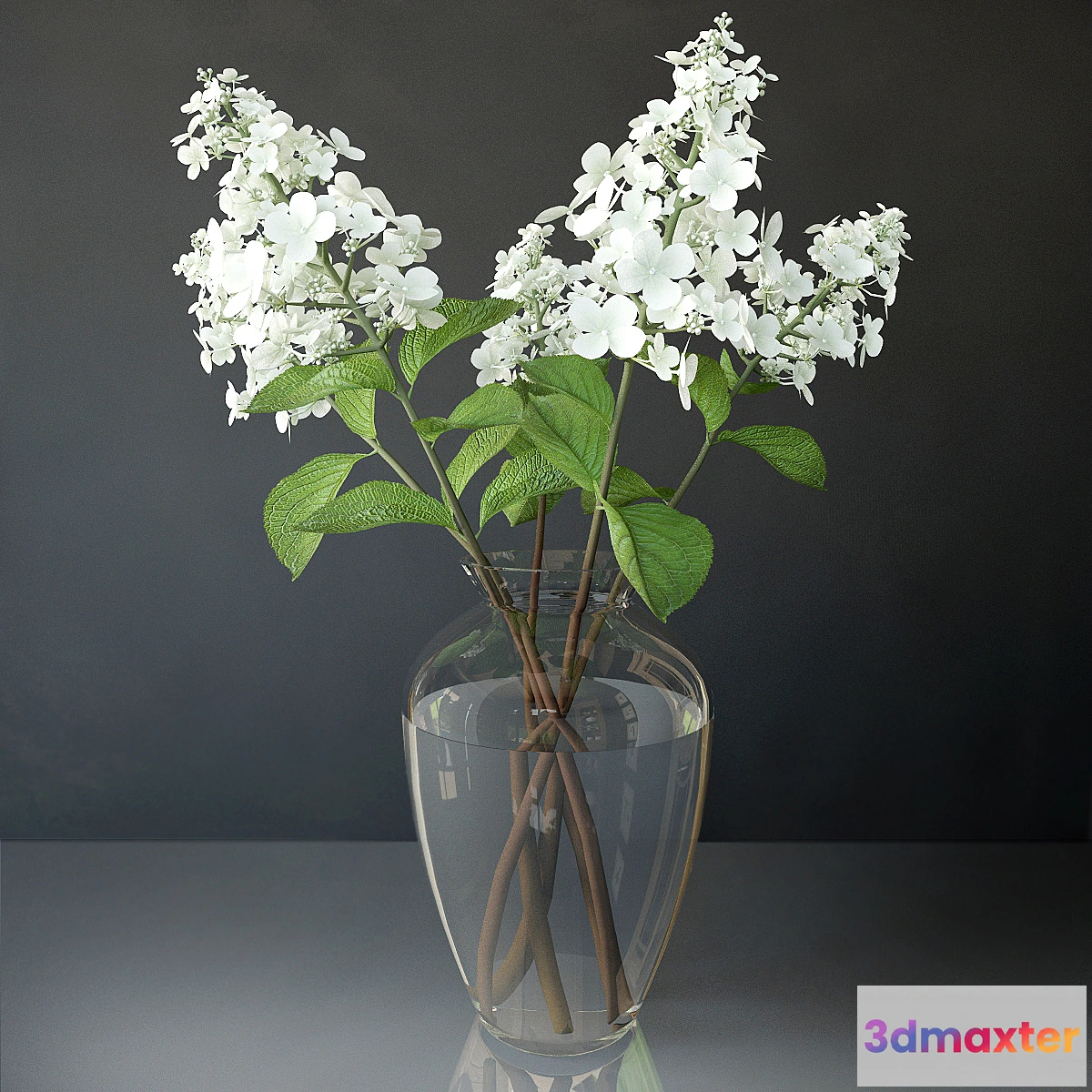 1279858 - Hydrangea paniculata 3D Max
