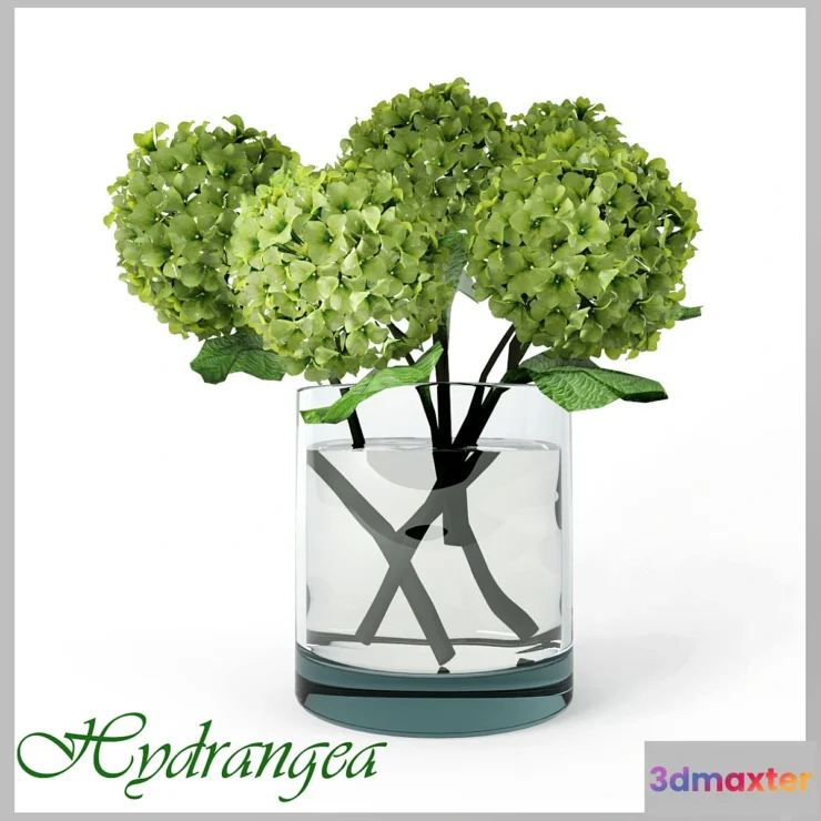 1280282 - Hydrangea 3D Max