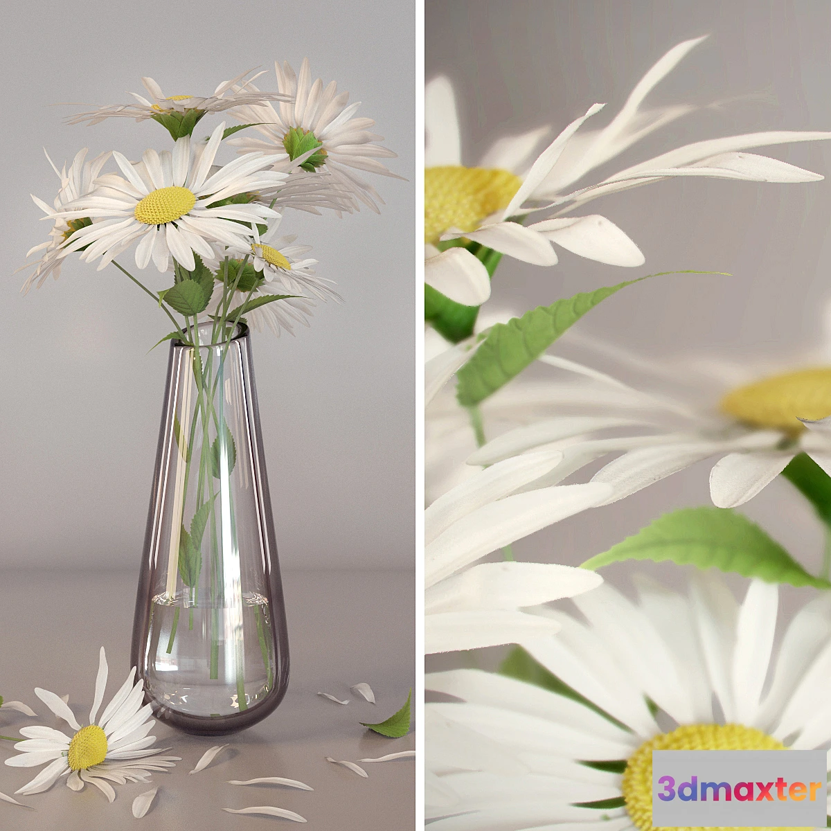 1289786 - Daisies - No.3 3D Max