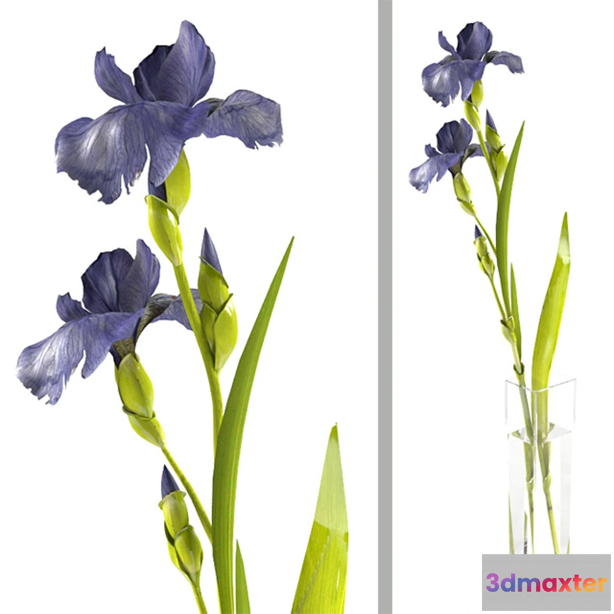 1291331 - Irises - No.2 3D Max