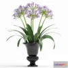 1396766 - AFRICAN LILLY 3D Max