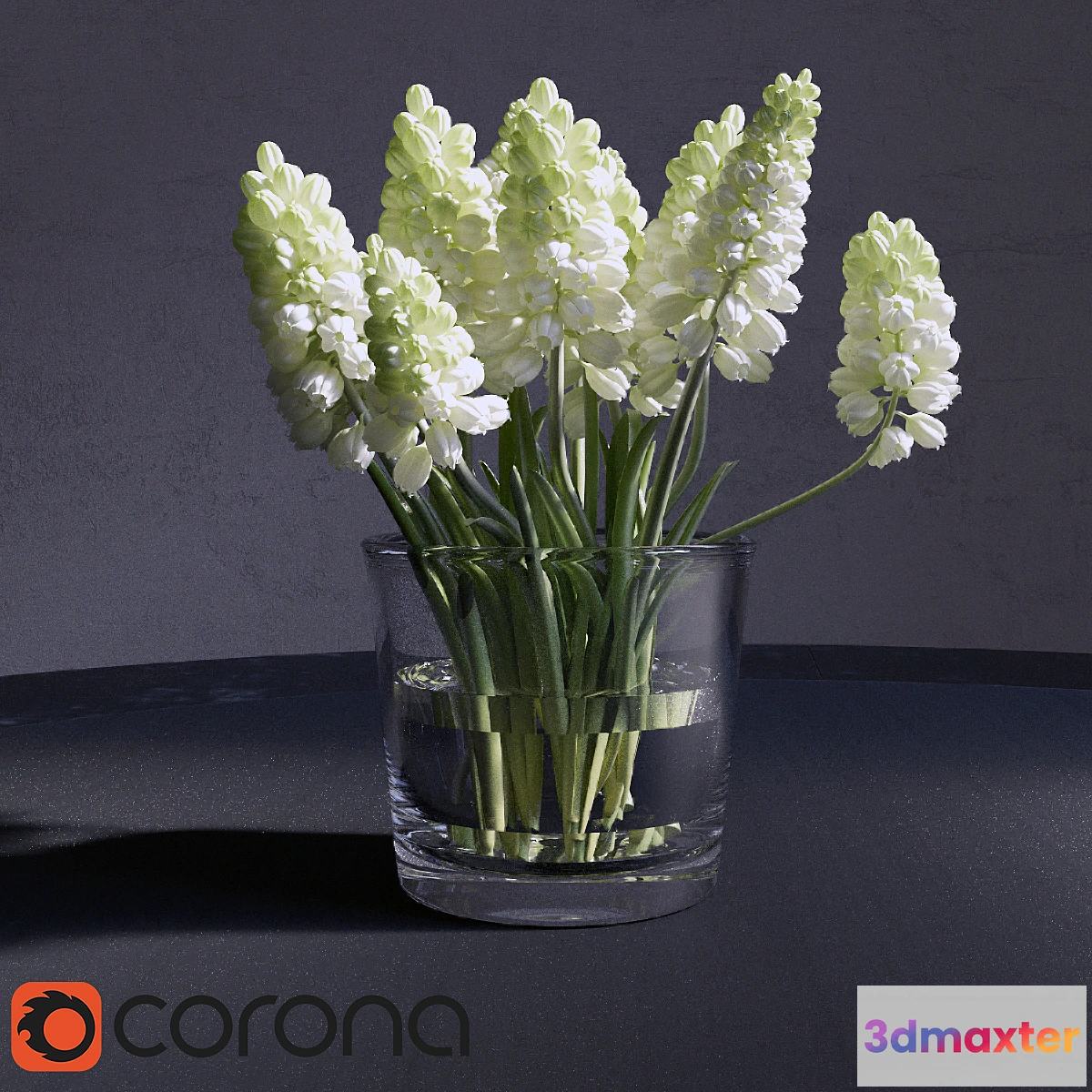 1399276 - Muscari_Hyacinthaceae 3D Max