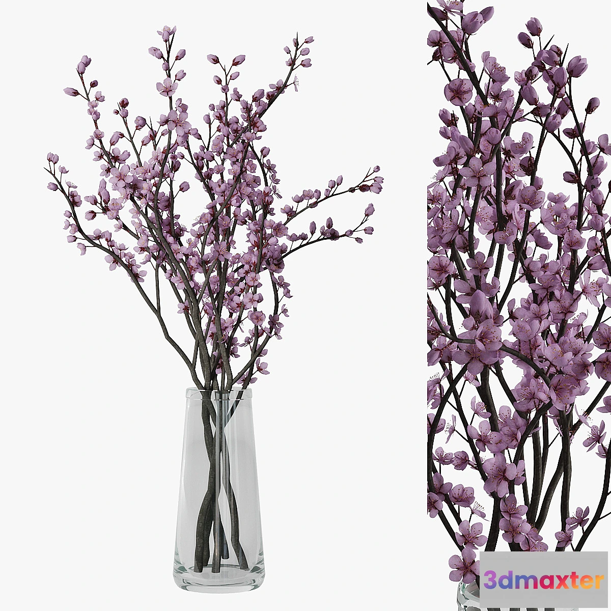 1400684 - Plum blossom 3D Max
