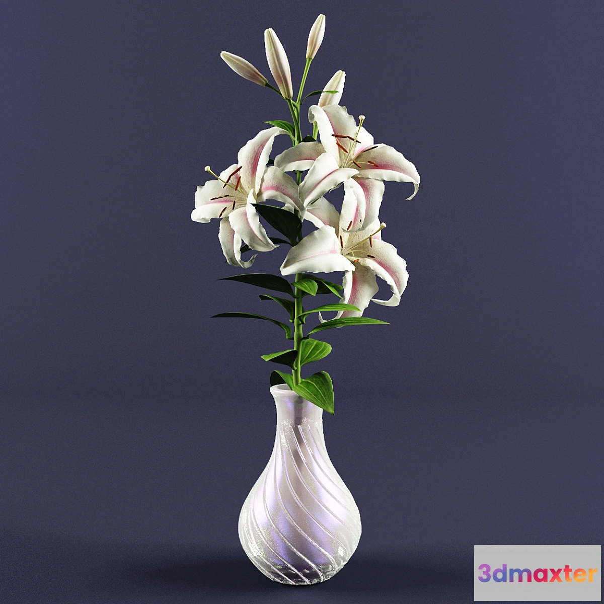 1405450 - Lily 3D Max