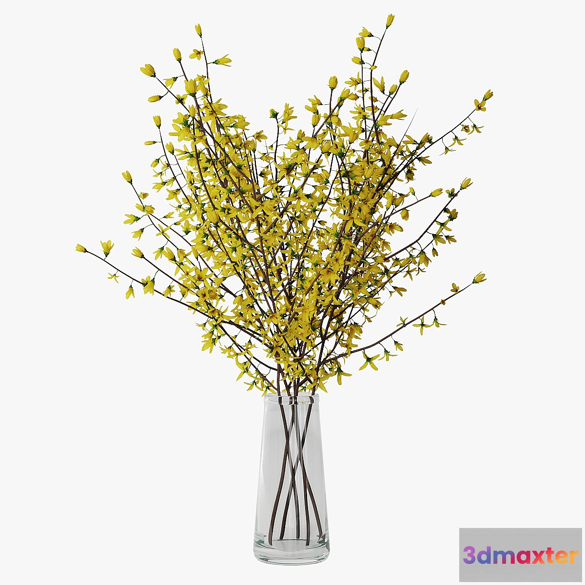 1411942 - Forsythia 02 3D Max