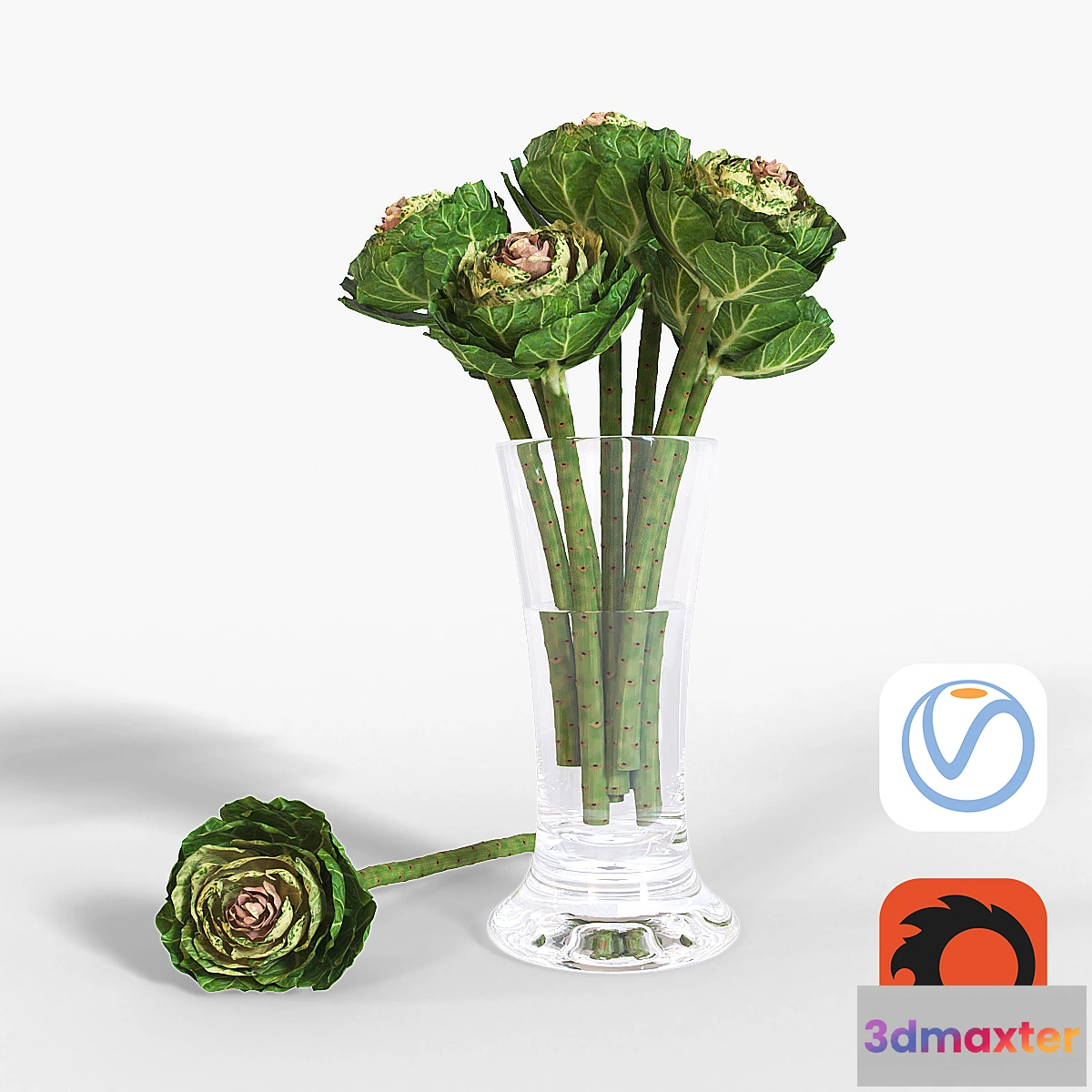 1415784 - Brassica 3D Max