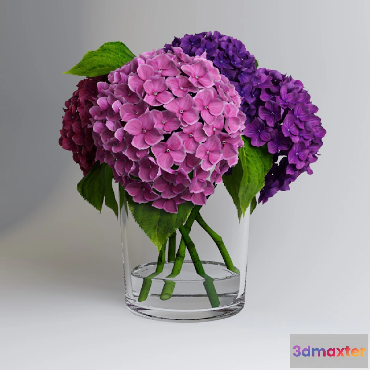 1427648 - Hydrangea 3D Max