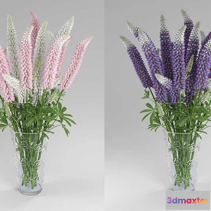 1428720 - Lupinus 3D Max