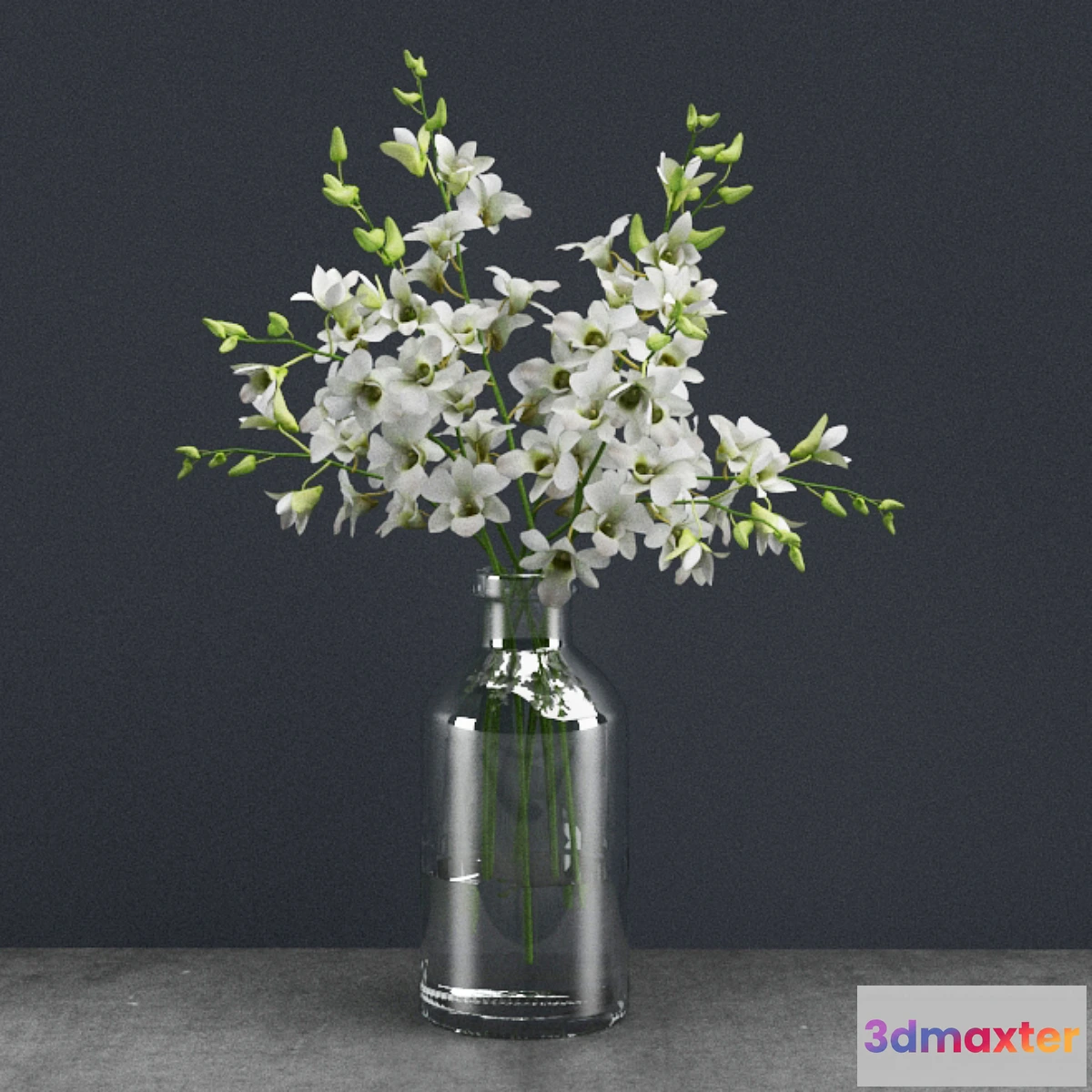 1429012 - Dendrobium lineale 3D Max