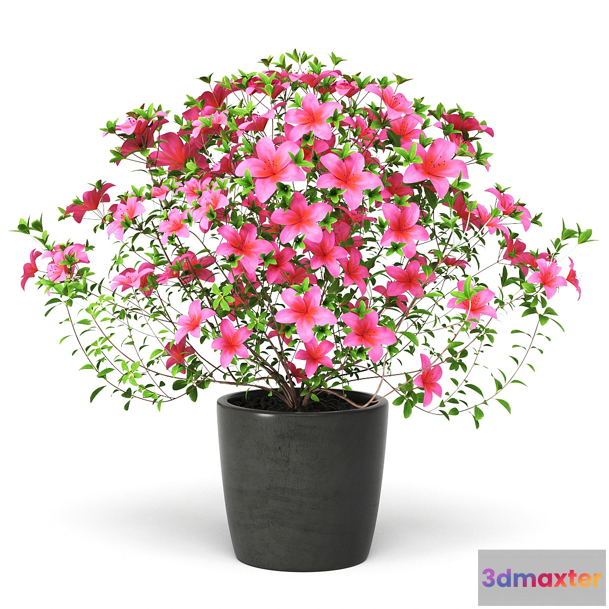 1433664 - Azalea Plant 3D Max