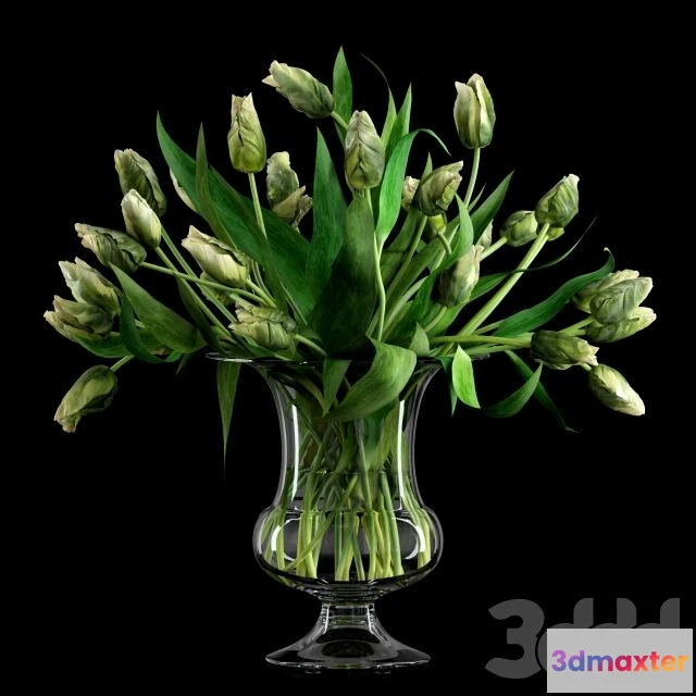 1540165 - Green Parrot Tulips 3D Max