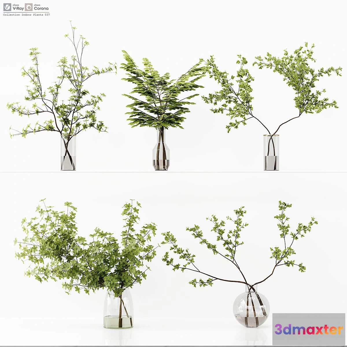 1548899 - Collection Indoor Plants 037 3D Max