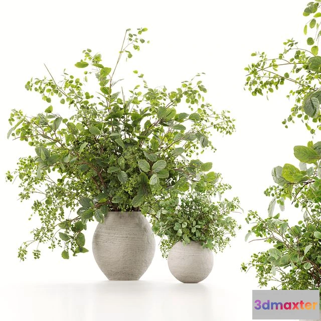 1557665 - Plants Bouquets 07 3D Max