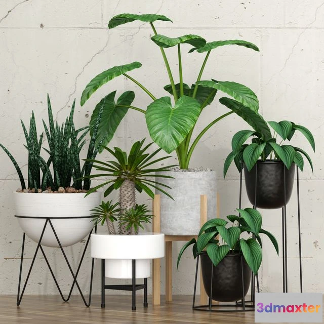 1558923 - Potted plants 09 3D Max