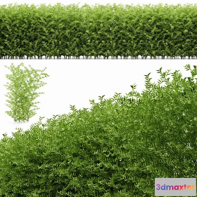 1562435 - Plant 19 3D Max