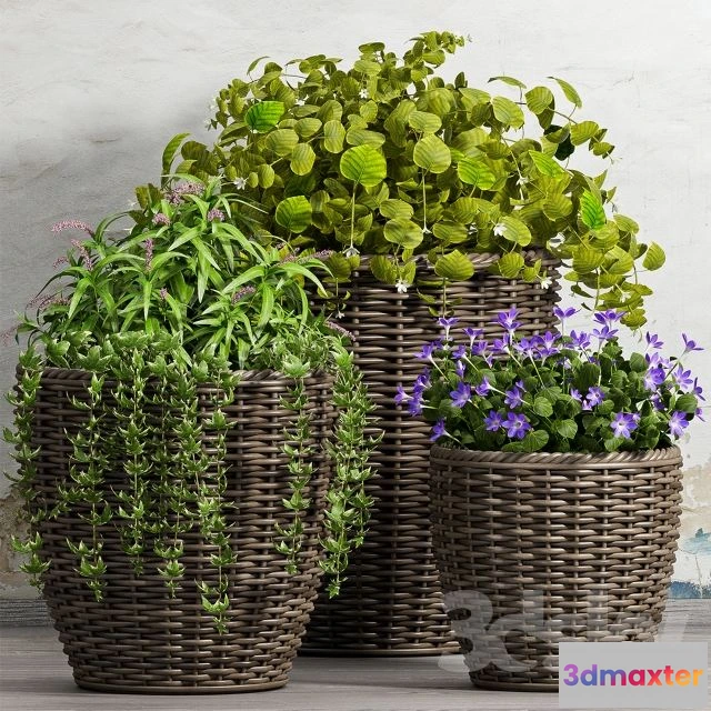 1562437 - PLANT -51 3D Max