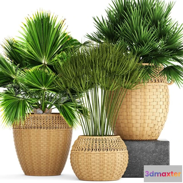 1563996 - Collection of plants 103 3D Max