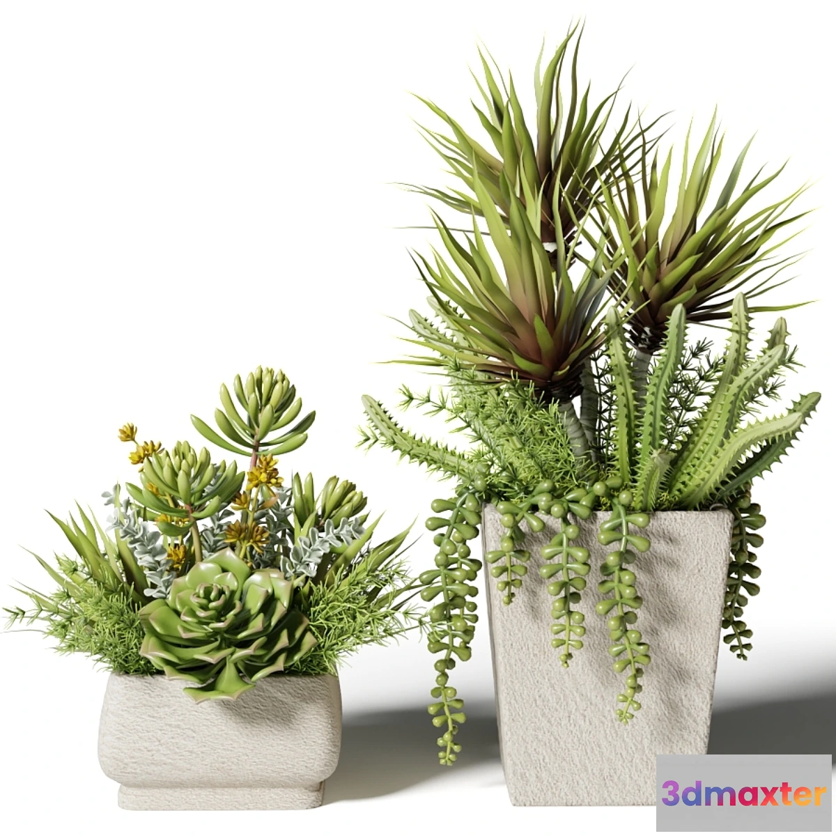 541627 - Bouquets of succulents in square pots