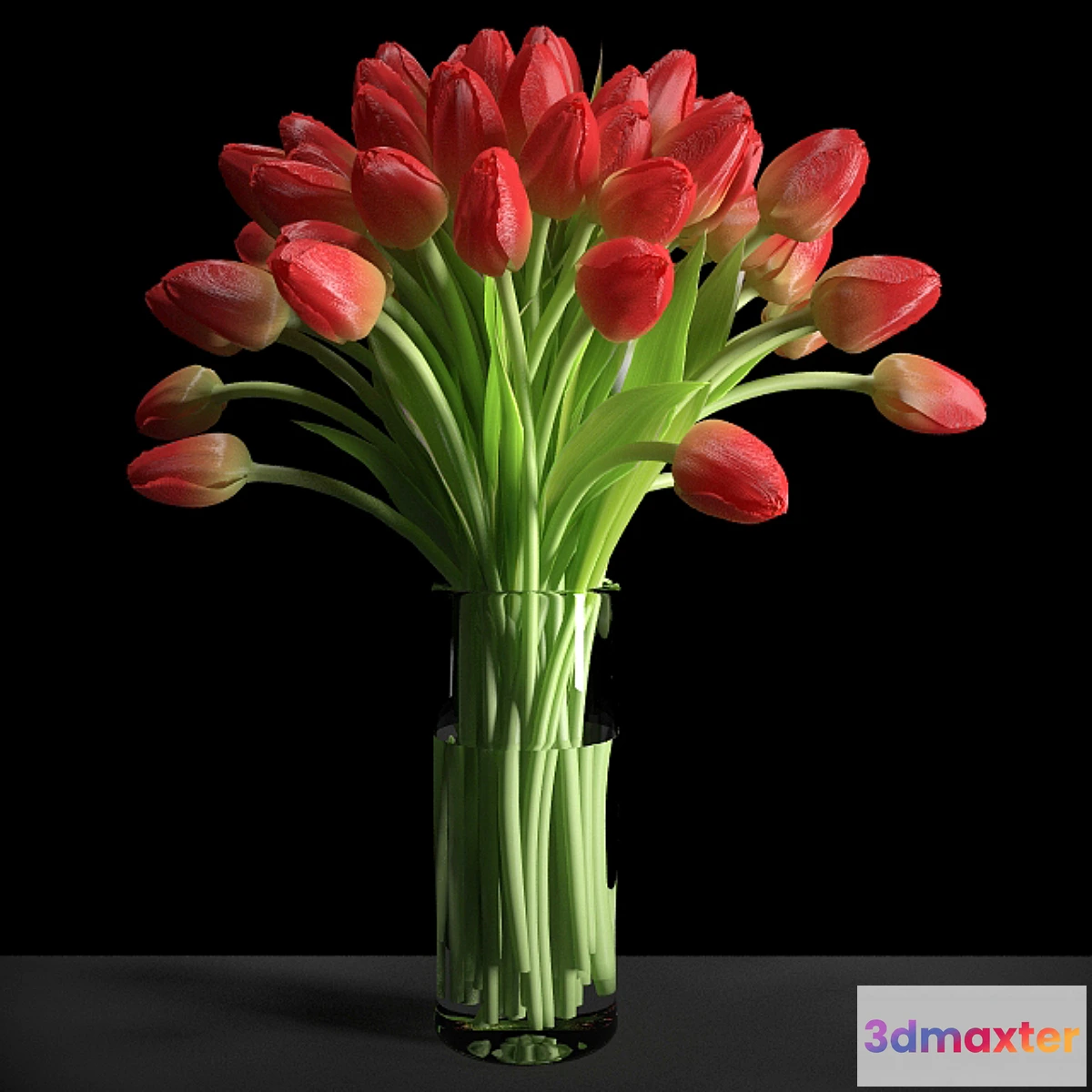 581836 - Red Tulips _ Red tulips