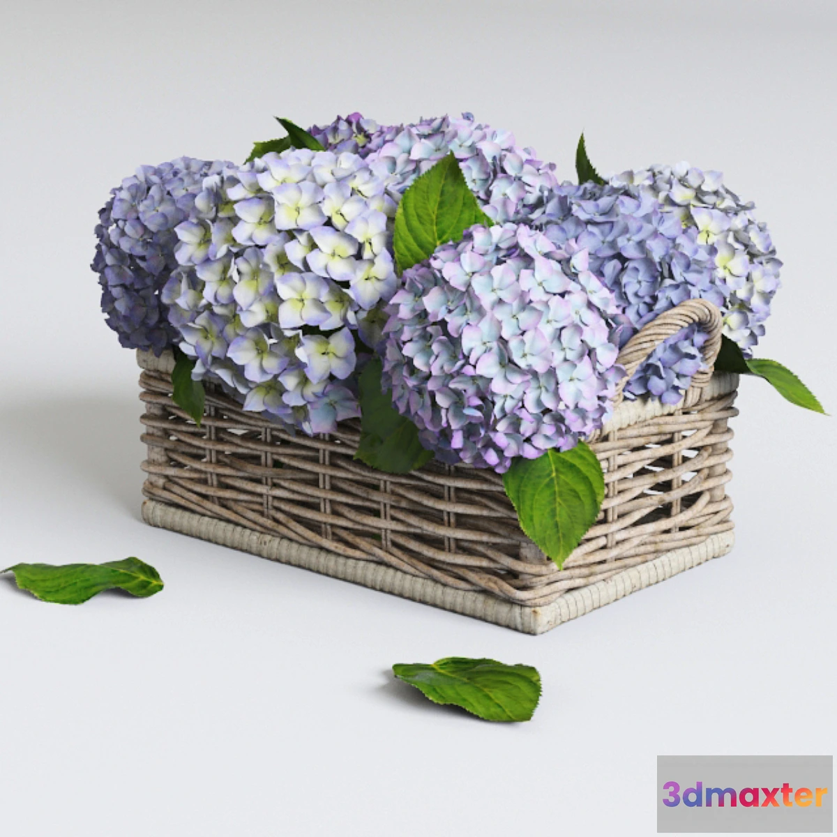 581940 - Hydrangea in basket
