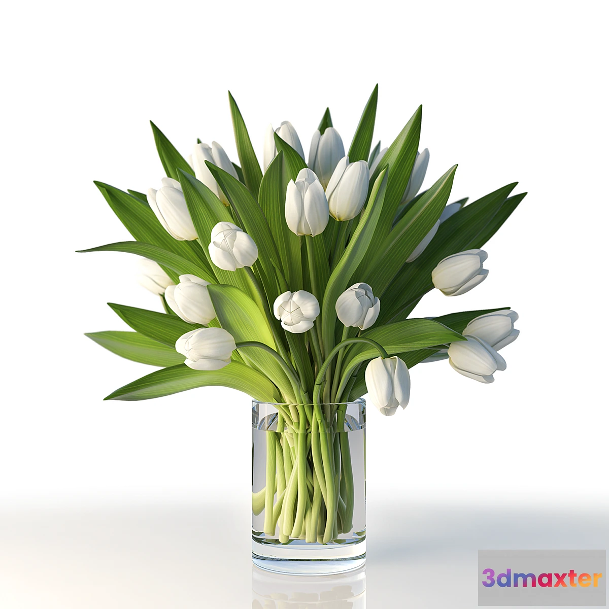 582078 - Tulips - No.3