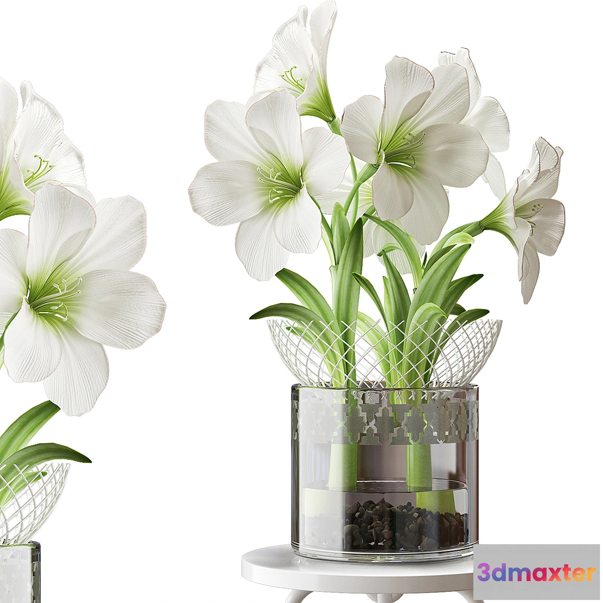 582402 - WHITE AMARYLLIS