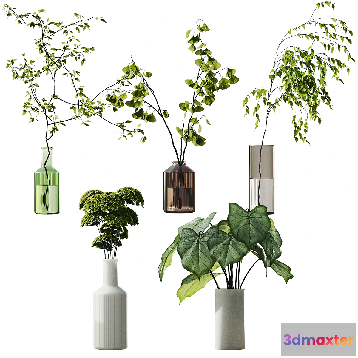 591518 - plant collection 4