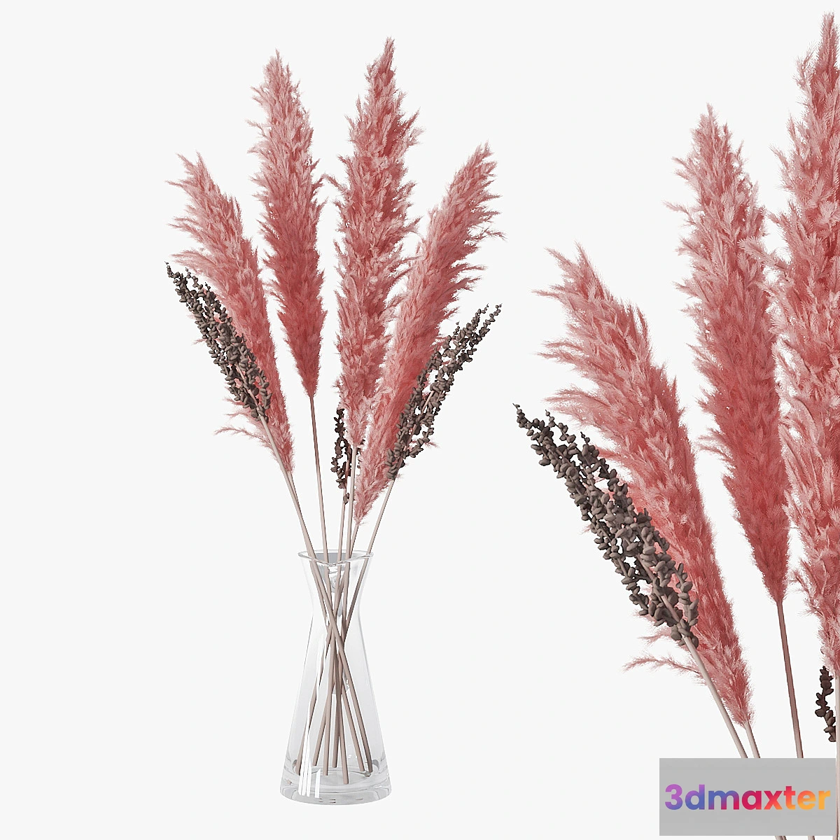 592614 - Pampas grass 04