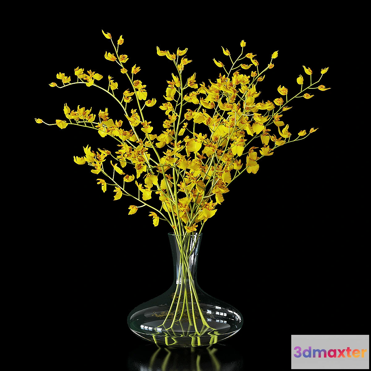 592836 - Orchid oncidium