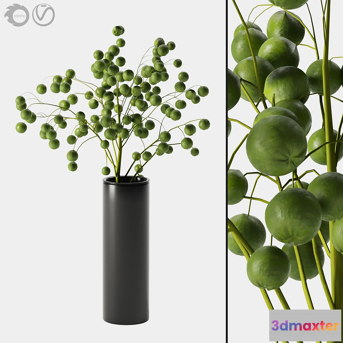 593972 - plant indoor 05