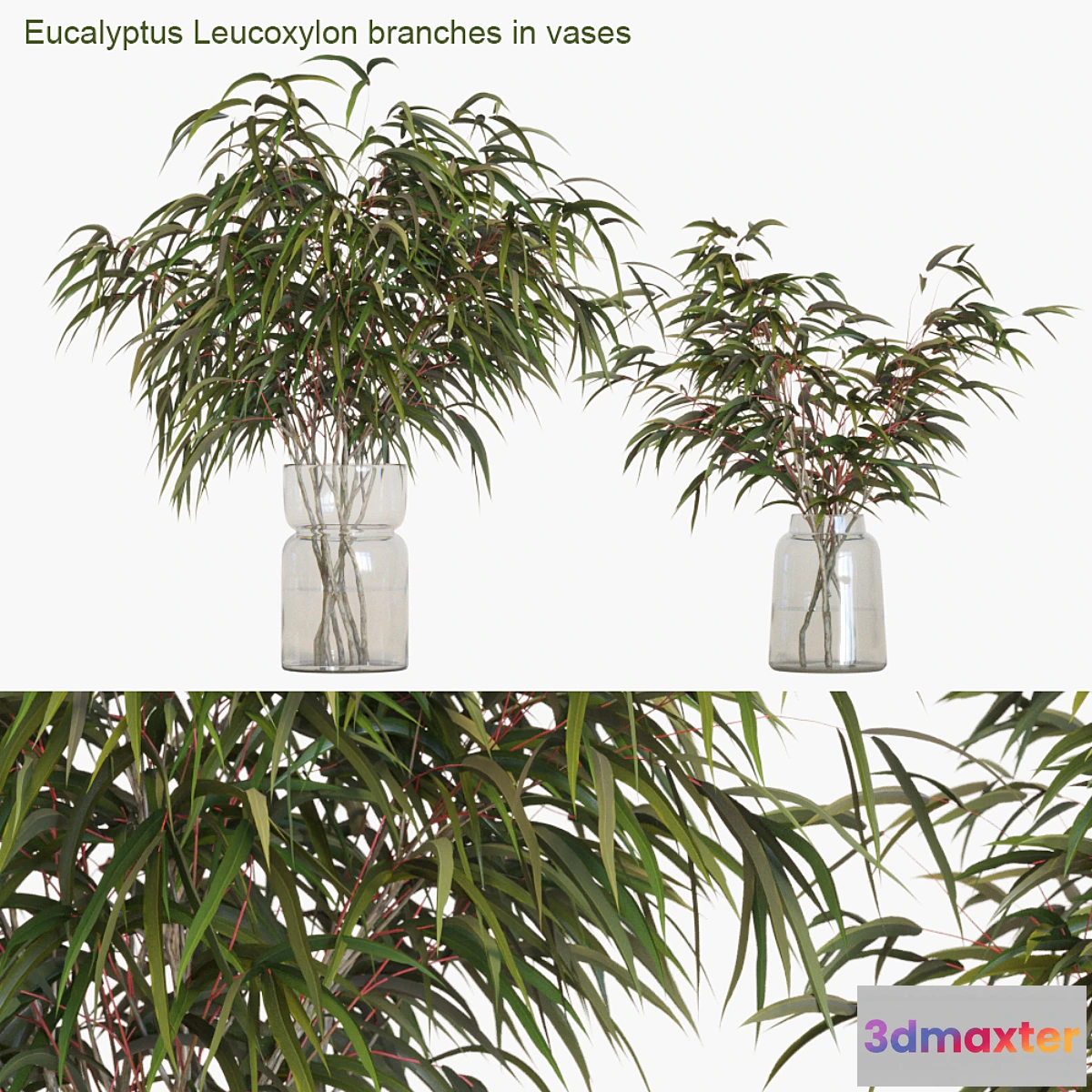 618593 - Eucalyptus Leucoxylon branches in vases
