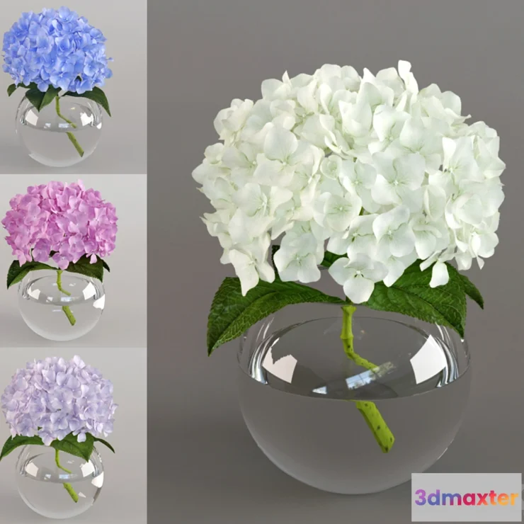 619705 - Spray the hydrangea