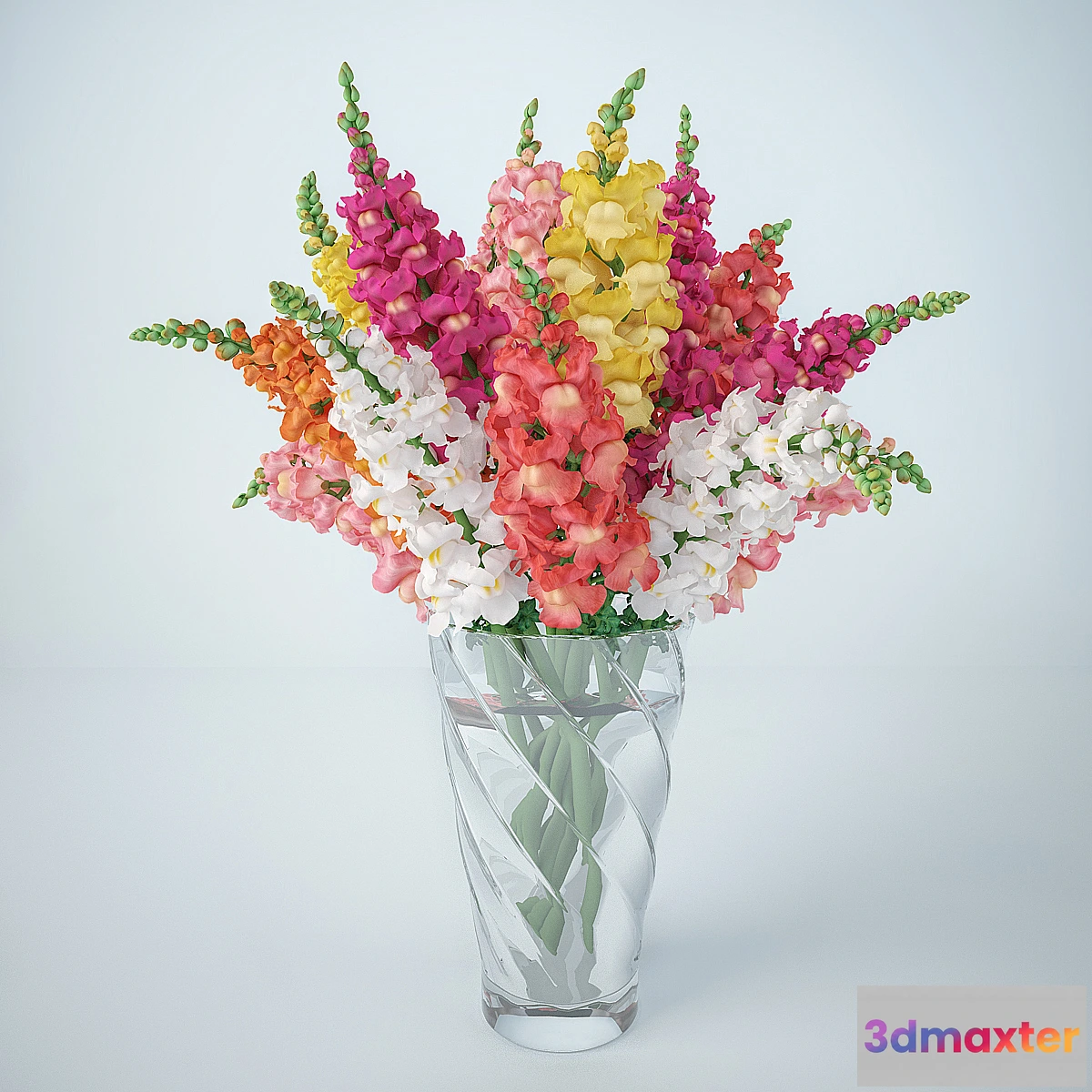 619719 - Snapdragon (Antirrinum)