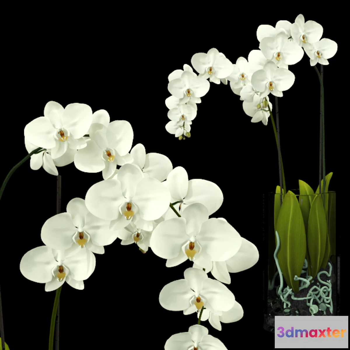 631875 - Orchid - No.10