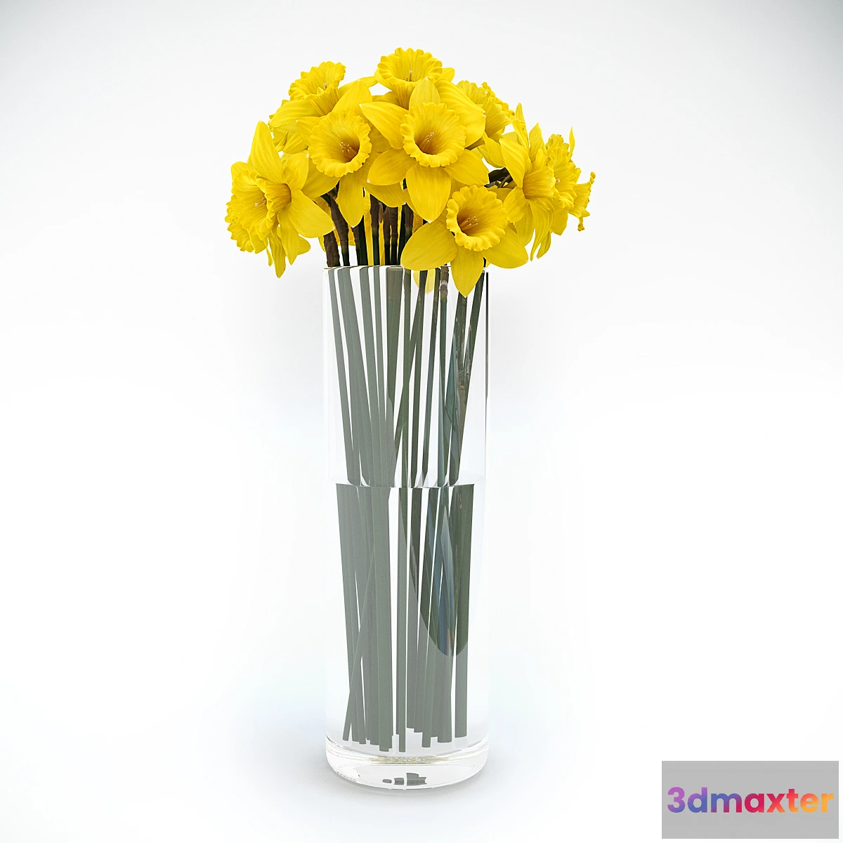 639799 - Tubular daffodil